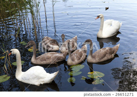 Swans family pond Swans family pond 26651271