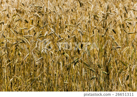 yellowed ripe ears 26651311