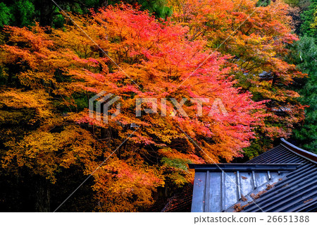 紅葉的季節 26651388