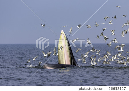 Bryde's whale of gulf of Thailand Bryde's whale of gulf of Thailand 26652127