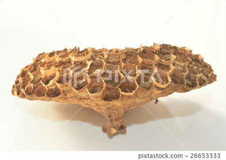 Wasp nest white background 26653333
