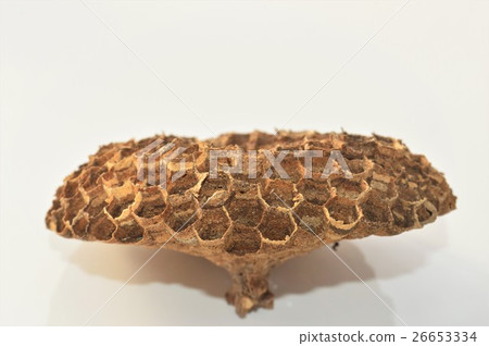 Wasp nest white background 26653334