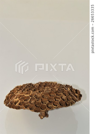 Wasp nest white background 26653335