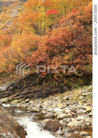 Autumn leaves of Okutadedi 26653880