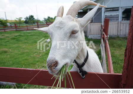 Goat in Hokkaido 26653952