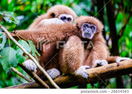 Two brown gibbon 26654563