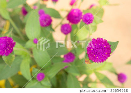 Closeup Globe amaranth flower pink color 26654918
