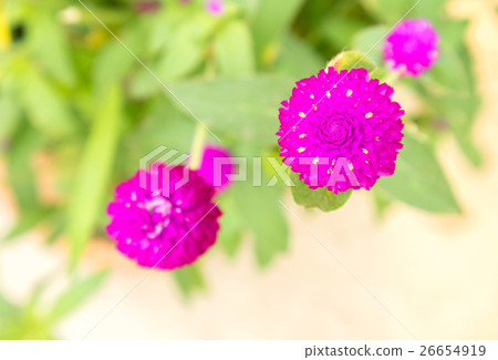 Closeup Globe amaranth flower pink color 26654919