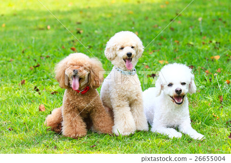 A good friend 26655004