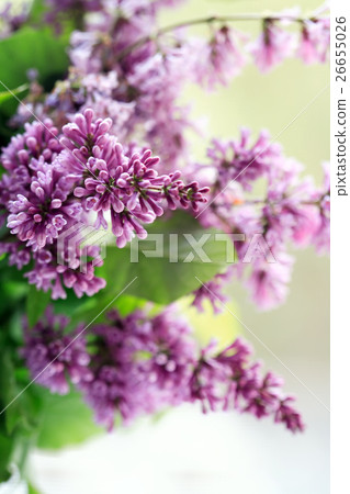 Lilac Purple Twig 26655026