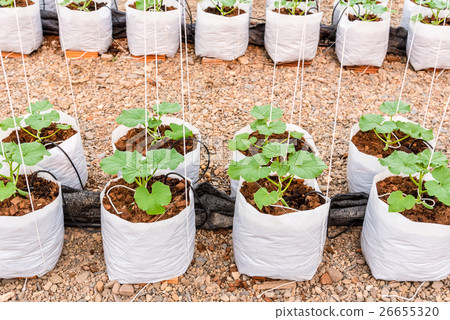 young melon plant in plastic bag in glass house young melon plant in plastic bag in glass house 26655320
