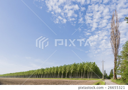 Poplar grove Poplar grove 26655321