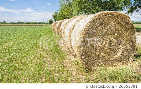Hay bales in row. 26655391
