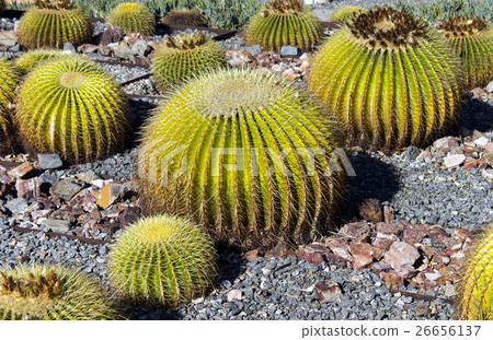 Beautiful cactus 26656137