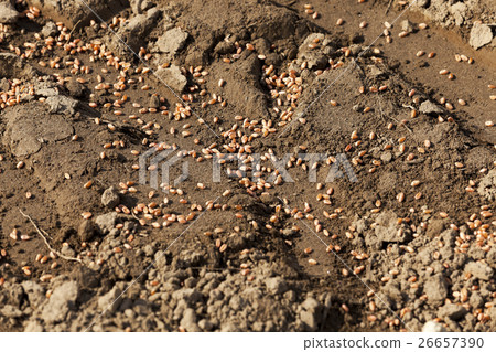 lying on the ground grain 26657390