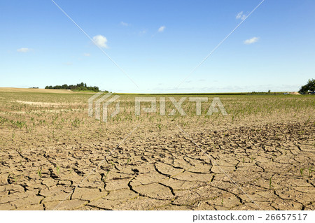 cracked earth in the field 26657517