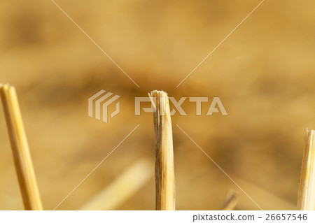 wheat field after harvest 26657546