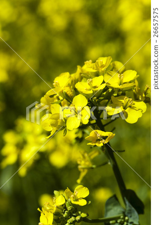 blooming rape , spring 26657575