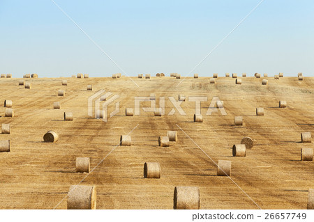 haystacks in a field of straw 26657749