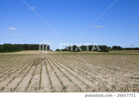 cracked earth in the field 26657751
