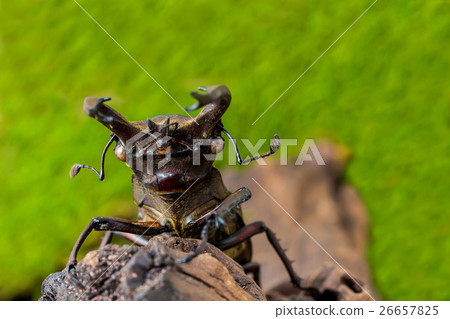 Stag beetle (Lucanus fairmairel) 26657825