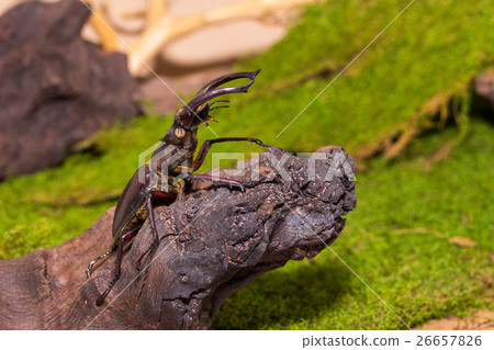 Stag beetle (Lucanus fairmairel) 26657826