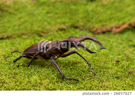 Stag beetle (Lucanus fairmairel) 26657827