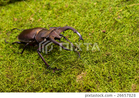 Stag beetle (Lucanus fairmairel) 26657828