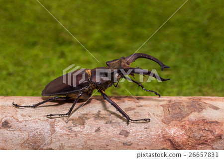 Stag beetle (Lucanus fairmairel) 26657831