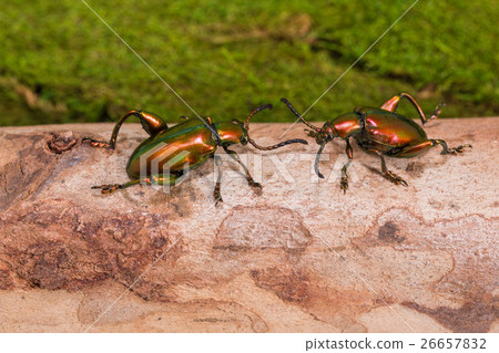 Frog Legged Leaf Beetle (Sagra buqueti) 26657832