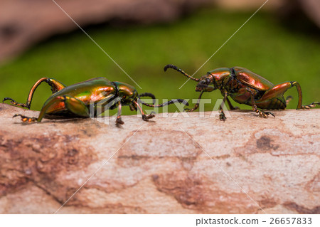 Frog Legged Leaf Beetle (Sagra buqueti) 26657833