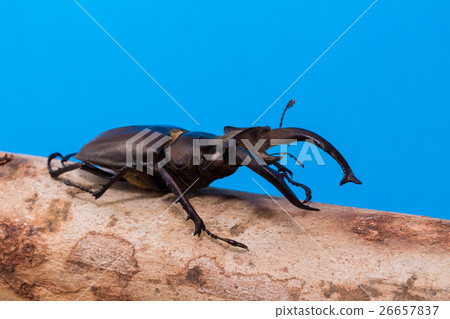 Stag beetle (Lucanus fairmairel) 26657837