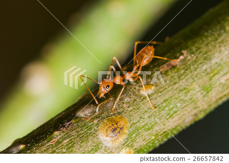 The Working Ants 26657842
