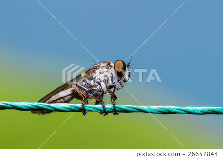 Robber Fly, assassin fly (Asilidae) 26657843