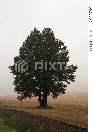 tree in the field tree in the field 26657964