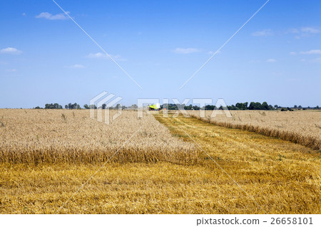 mature cereals , cereals 26658101