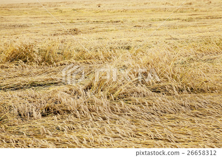 ripe yellow cereals   26658312