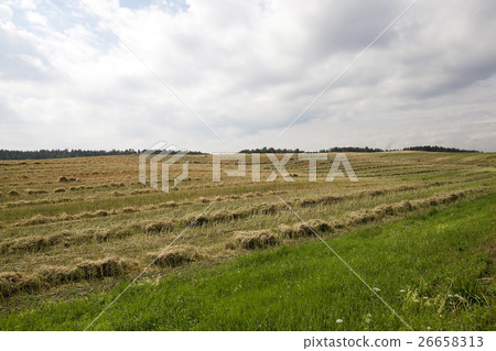 harvesting of rape   26658313