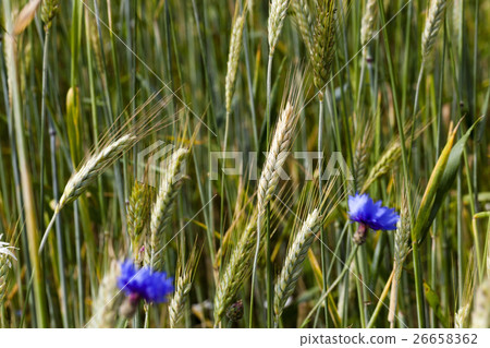 cornflowers on the field  26658362