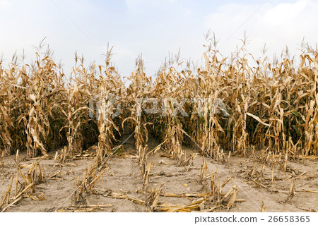 agricultural field with corn  26658365