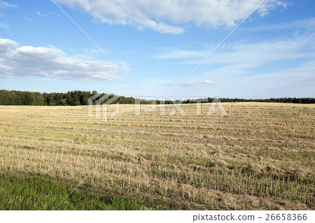 harvesting of rape   26658366