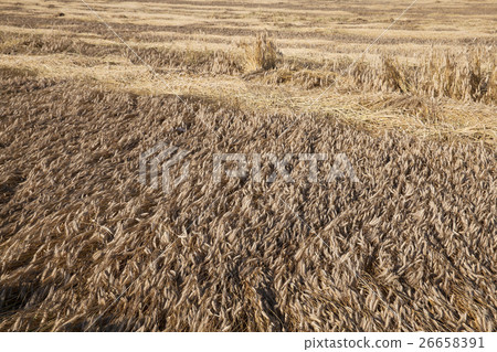 Field of cereal in the summer Field of cereal in the summer 26658391