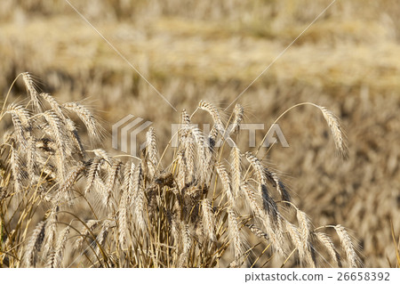 ripe yellow cereals ripe yellow cereals 26658392