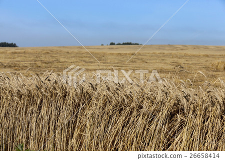ripe yellow cereals  26658414
