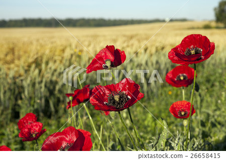 red poppies in a field red poppies in a field 26658415