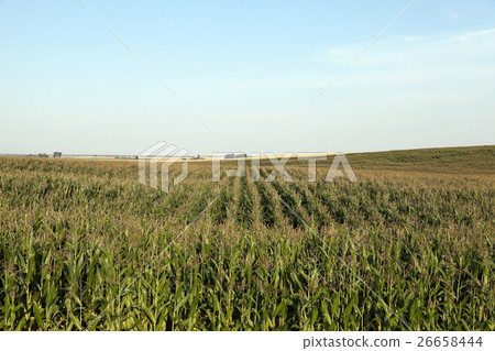 Corn field, summer  26658444