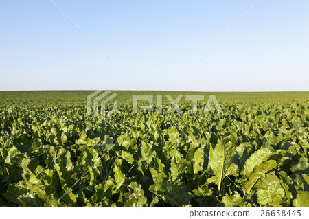 field with beetroot  26658445