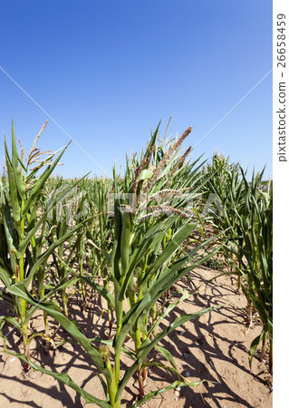 Corn field, summer Corn field, summer 26658459