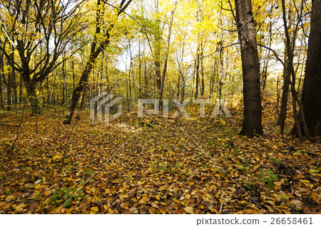 the autumn season. 26658461