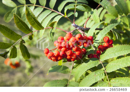 red mountain ash, autumn   26658469